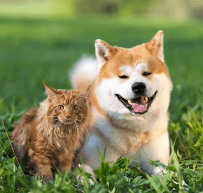 cat and dog smiling