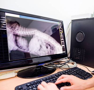 Pet Radiology banner