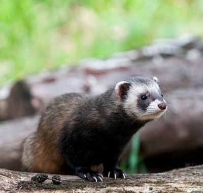 _ferret