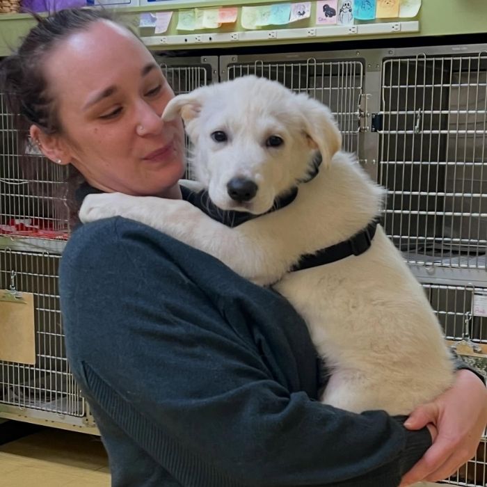 a vet staff cuddles a fluffy white puppy