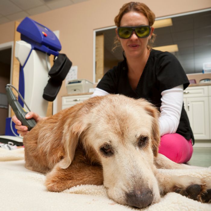 Laser Therapy Applied to Dog by Vet Laser Therapy Applied to Dog by Vet