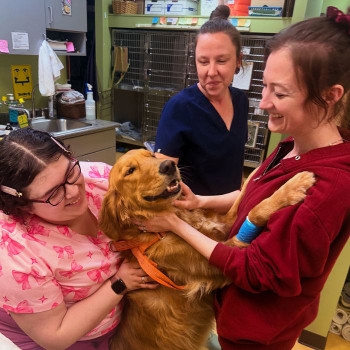 a vet staff comforting a golden retriever in a veterinary clinic