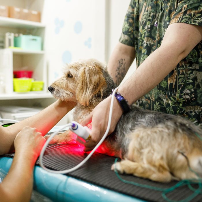 dog during laser therapy in clinic dog during laser therapy in clinic