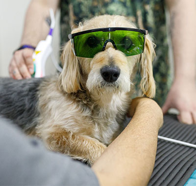 dog during laser therapy treatment