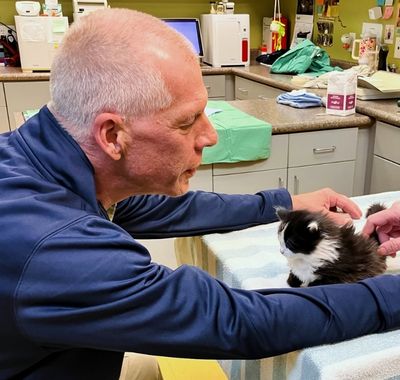 a veterinarian gently examines a black-and-white kitten