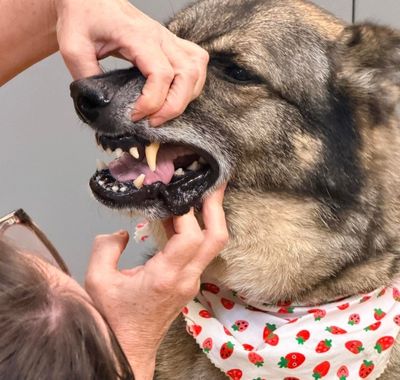 Veterinarian examines a German Shepherd’s teeth