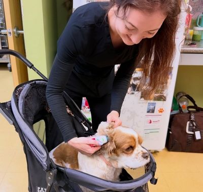 a vet staff interacts lovingly with a dog in a stroller