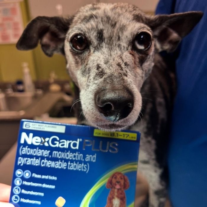 pet pharmacy2 Speckled dog calmly held beside a NexGard PLUS medicine box